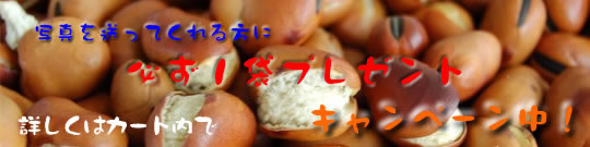�v���[���g